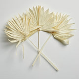 Sun Palm Fan Leaves - Bleached White