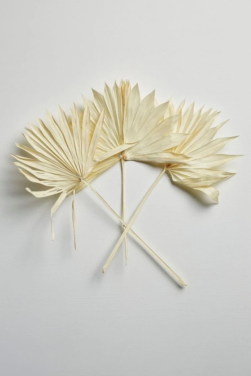 Sun Palm Fan Leaves - Bleached White